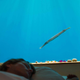 Illustration for article titled Underwater hotel room in Zanzibar lets you sleep with the fishes